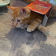 Astuce a rejoint le concours — aidez-le/la à gagner de superbes lots ! cat, kitten, orange_tabby, box, cardboard, table, wood, playful, curious, pet, animal, whiskers, ears, paws, tail, indoor, food_packaging, container, closeup, domestic_animal