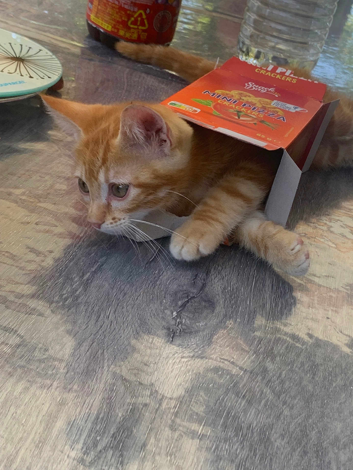 Astuce a rejoint le concours — aidez-le/la à gagner de superbes lots ! cat, kitten, orange_tabby, box, cardboard, table, wood, playful, curious, pet, animal, whiskers, ears, paws, tail, indoor, food_packaging, container, closeup, domestic_animal