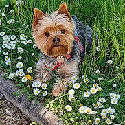 Nelson a rejoint le concours — aidez-le/la à gagner de superbes lots ! dog, small_dog, yorkshire_terrier, grass, flowers, daisies, outdoor, sunlight, pet, animal, cute, fur, nature, greenery, garden, collar, leash, closeup, lying_down, curious