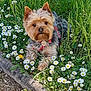 dog, small_dog, yorkshire_terrier, grass, flowers, daisies, outdoor, sunlight, pet, animal, cute, fur, nature, greenery, garden, collar, leash, closeup, lying_down, curious
