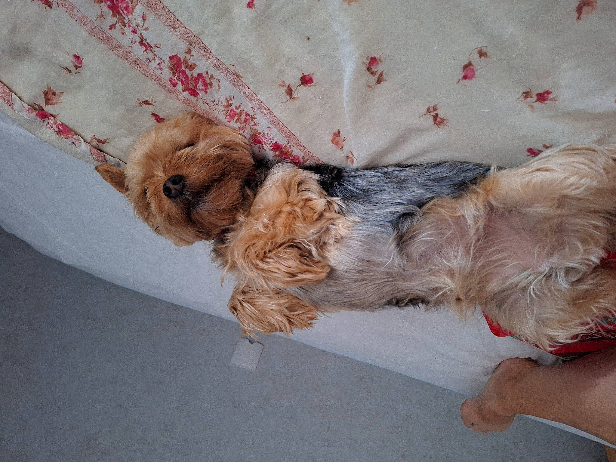 Nelson. a rejoint le concours — aidez-le/la à gagner de superbes lots ! canidae, carnivore, companion_dog, dog, dog_breed, dog_supply, fawn, foot, fur, labradoodle, liver, small_terrier, sporting_group, tail, terrier, toy, toy_dog, working_animal