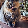 cat, tortoiseshell, fluffy, tongue_out, indoor, plant, wooden_furniture, carved_wood, pet, animal, cute, feline, sitting, greenery, decor, domestic, fur, whiskers, eyes, table