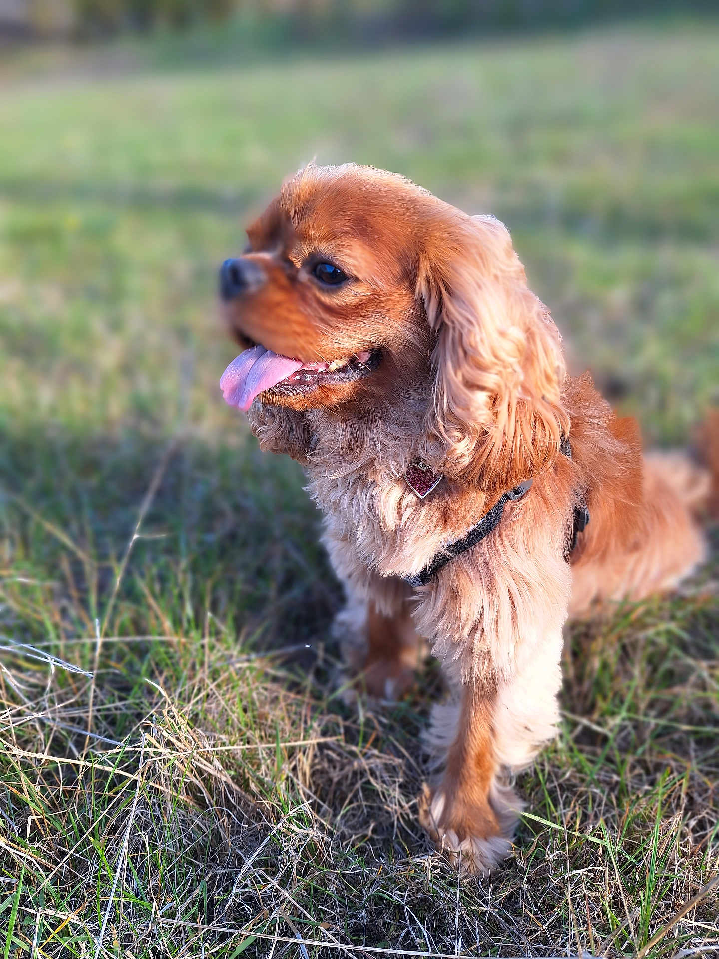 Théia participe au concours pour gagner de l'argent avec cette photo : dog, brown_dog, grass, outdoor, pet, happy, panting, long_ears, fur, collar, heart_tag, nature, field, animal, canine, sunlight, close_up, fluffy, tongue_out, daytime