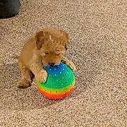 Kippy joined the competition — help win amazing prizes! puppy, dog, toy, ball, carpet, indoor, playing, brown, furry, pet, animal, hand, colorful, small, cute, young, fun, texture, domestic, companionship