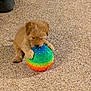 puppy, dog, toy, ball, carpet, indoor, playing, brown, furry, pet, animal, hand, colorful, small, cute, young, fun, texture, domestic, companionship