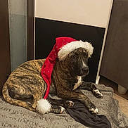 Ruby participe au concours pour gagner de l'argent avec cette photo : animal, blanket, canine, christmas, dog, dogbed, festival, pet