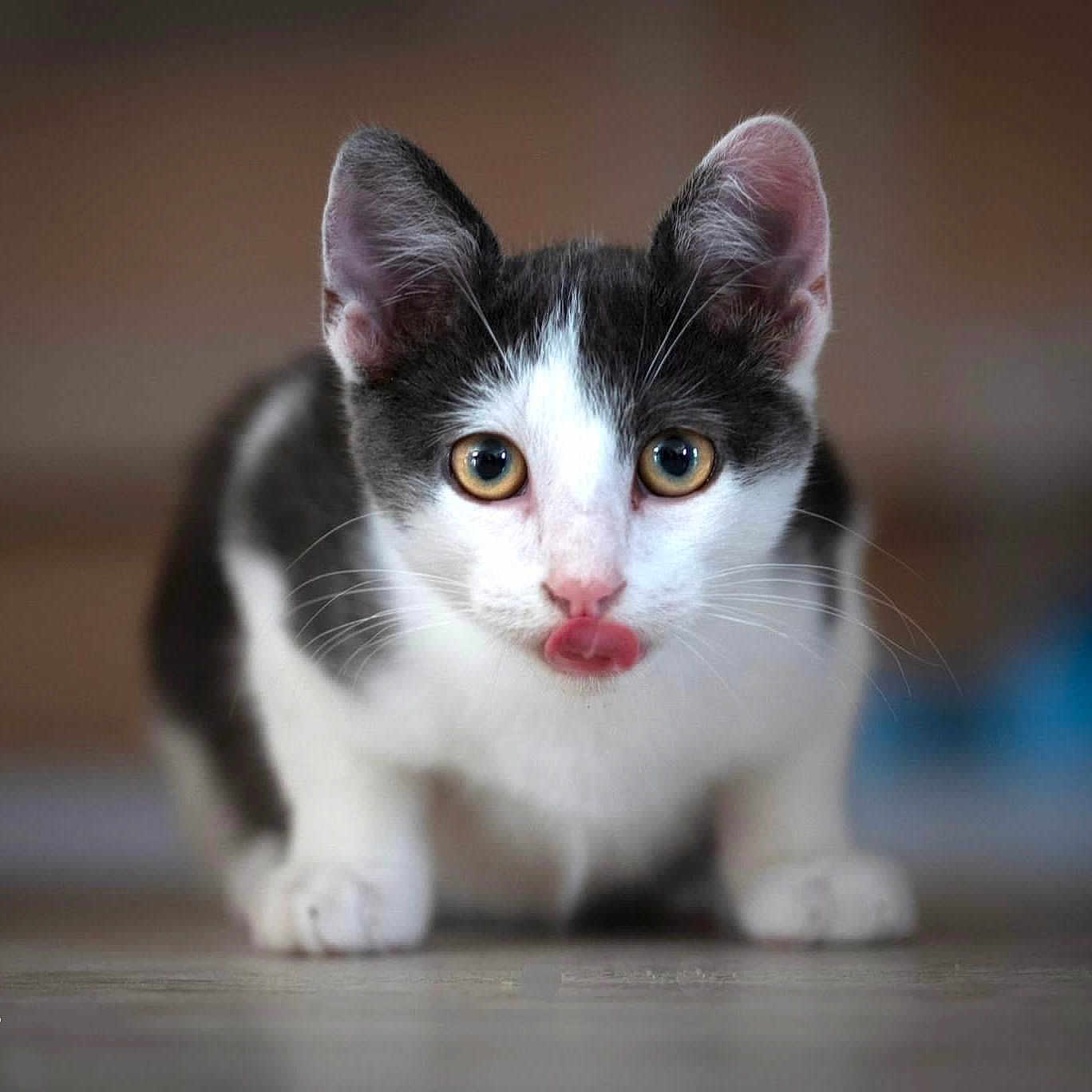 Peter participe au concours pour gagner de l'argent avec cette photo : abyssinian, angora, animal, cat, kitten, manx, pet, siamese, snout