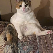 Kissy is registered to the contest to win money with this photo: animal, blanket, calico, cat, cute, domestic, feline, fur, home, indoor, looking, mammal, paw, pet, portrait, relaxed, shadow, sitting, tail, whiskers