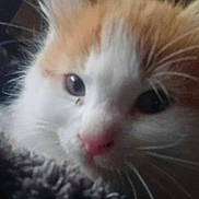 Jeff is registered to the contest to win money with this photo: cat, kitten, fluffy, orange_and_white, fur, whiskers, eyes, pink_nose, animal, pet, portrait, close_up, indoors, blanket, cozy, curious, adorable, face, soft_texture, low_light