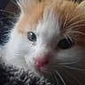cat, kitten, fluffy, orange_and_white, fur, whiskers, eyes, pink_nose, animal, pet, portrait, close_up, indoors, blanket, cozy, curious, adorable, face, soft_texture, low_light