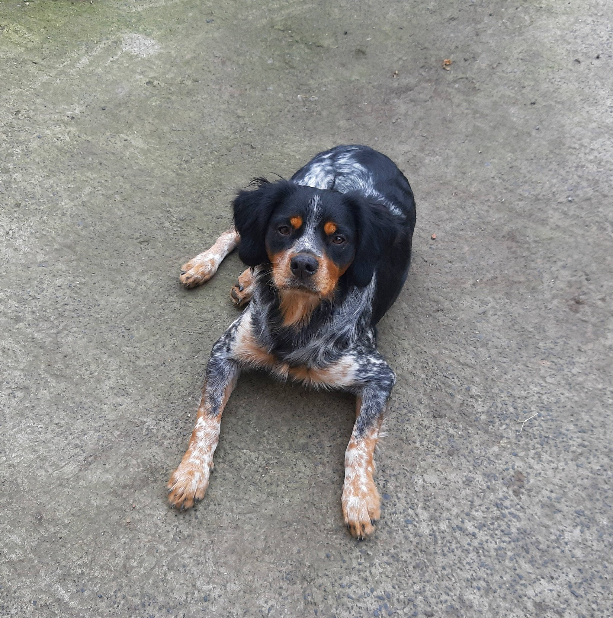 Sami a rejoint le concours — aidez-le/la à gagner de superbes lots ! asphalt, canidae, carnivore, companion_dog, dog, dog_breed, fawn, paw, puppy, road_surface, soil, sporting_group, tail, tar, terrestrial_animal, toy_dog, working_dog