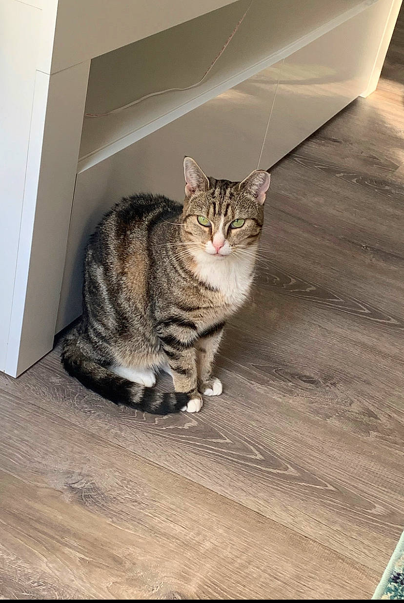 Juels is registered to the contest to win money with this photo: carnivore, cat, comfort, domestic_short_haired_cat, door, felidae, floor, flooring, fur, grey, hardwood, paw, sitting, small_to_medium_sized_cats, snout, tail, whiskers, wood, wood_flooring