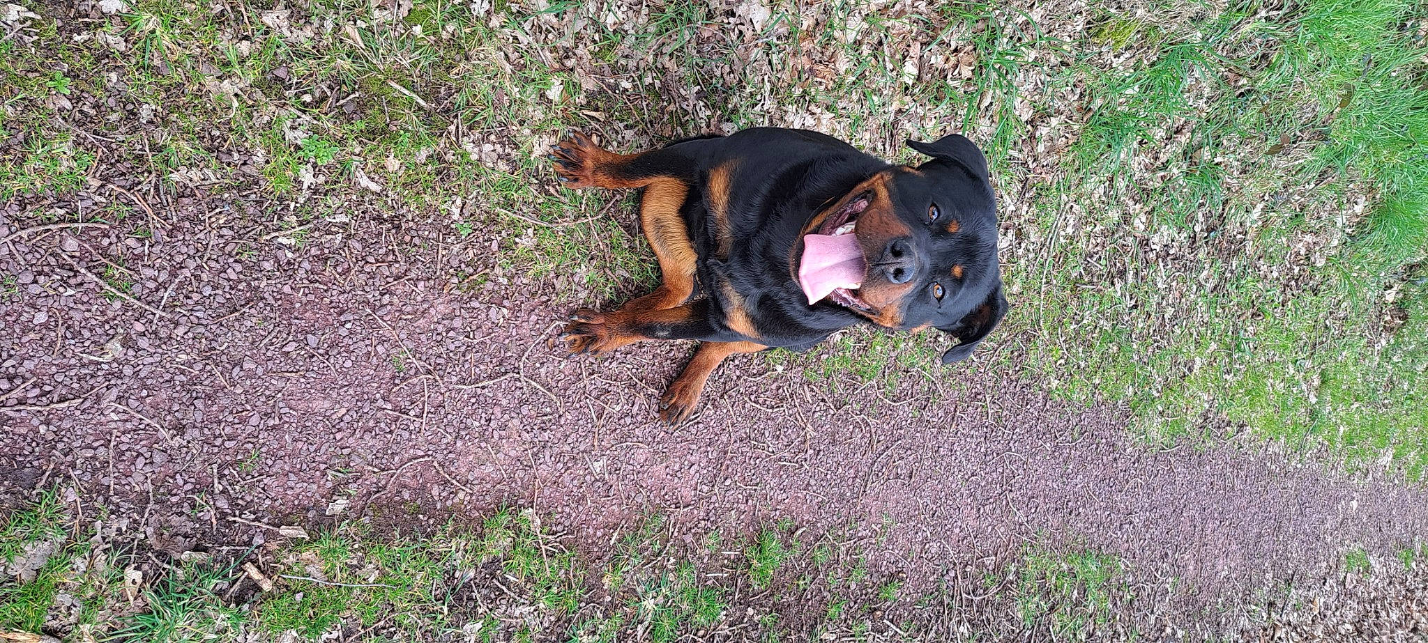 Tiana a rejoint le concours — aidez-le/la à gagner de superbes lots ! canidae, carnivore, companion_dog, dog, dog_breed, fawn, fun, grass, groundcover, guard_dog, hunting_dog, pinscher, plant, shadow, soil, sporting_group, working_dog