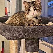 Lillie Belle joined the competition — help win amazing prizes! cat, tabby, pet, indoor, cat_tree, feline, animal, curious, relaxed, plush, fur, whiskers, ears, collar, toy, window, curtains, home, domestic, resting