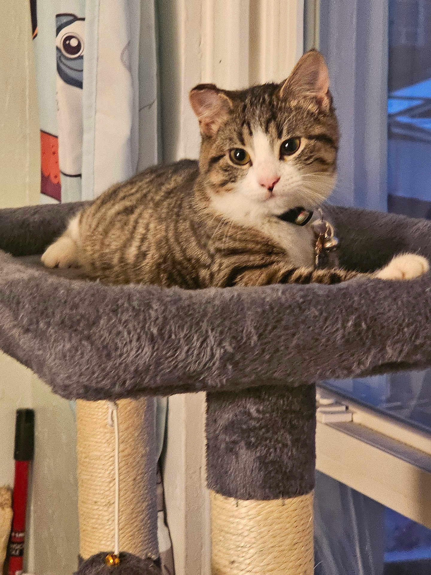 Lillie Belle joined the competition — help win amazing prizes! cat, tabby, pet, indoor, cat_tree, feline, animal, curious, relaxed, plush, fur, whiskers, ears, collar, toy, window, curtains, home, domestic, resting