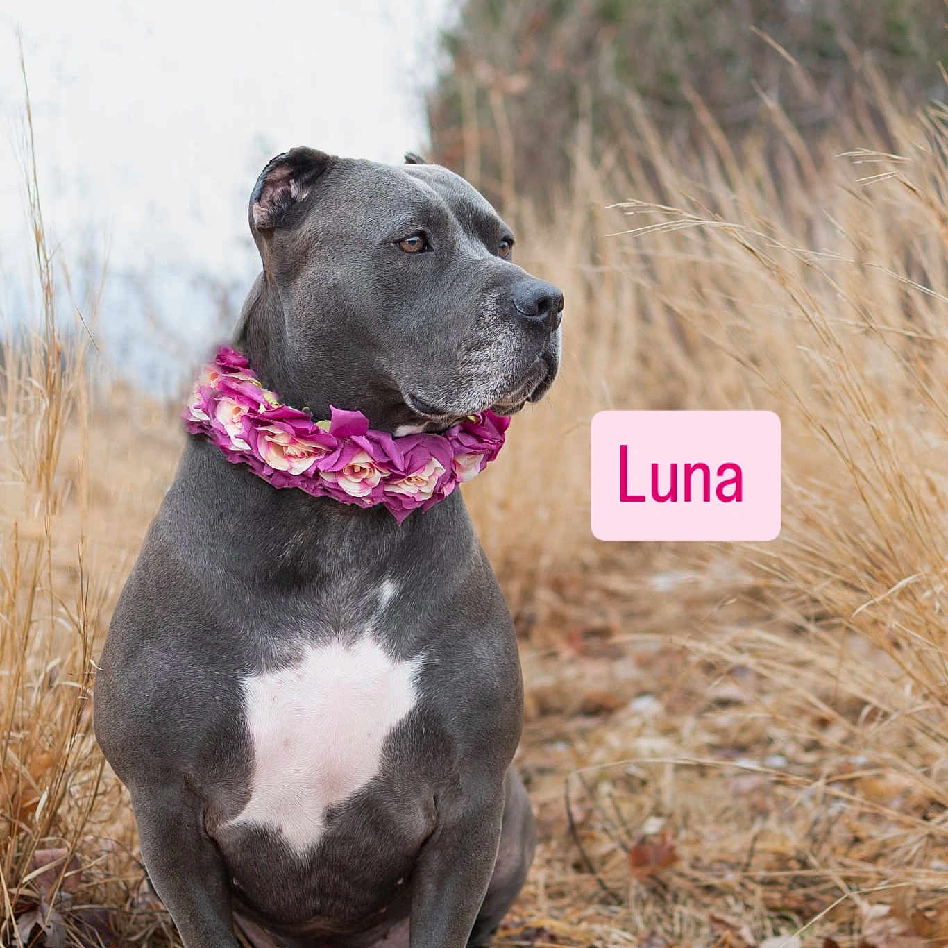 Luna