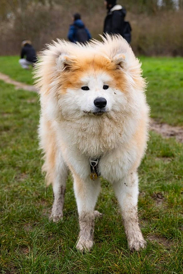 Pop participe au concours pour gagner de l'argent avec cette photo : akita, ancient_dog_breeds, canidae, carnivore, companion_dog, dog, dog_breed, eurasier, german_spitz, german_spitz_klein, german_spitz_mittel, icelandic_sheepdog, japanese_spitz, mammal, rare_breed_dog, samoyed, spitz, sporting_group, vertebrate, volpino_italiano