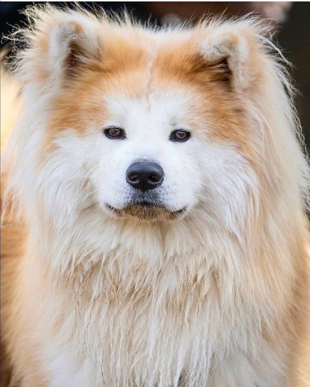Pop a rejoint le concours — aidez-le/la à gagner de superbes lots ! ancient_dog_breeds, canidae, carnivore, companion_dog, dog, dog_breed, eye, fur, hair, head, jaw, smile, snout, sporting_group, terrestrial_animal, tree, whiskers, wildlife, working_animal, working_dog