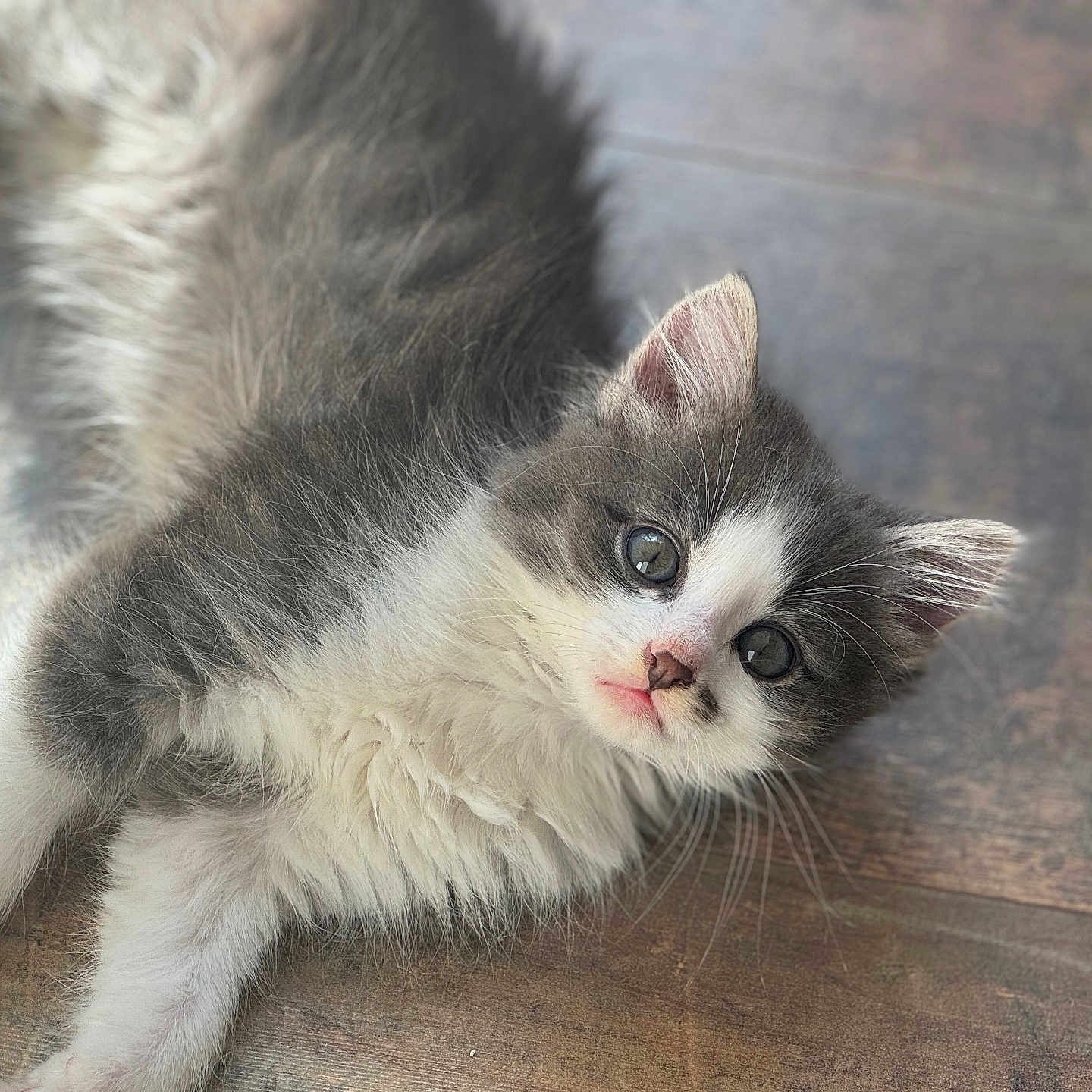Chaussettes participe au concours pour gagner de l'argent avec cette photo : abyssinian, angora, animal, cat, hardwood, kitten, manx, pet, siamese, wood