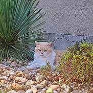 Kouki participe au concours pour gagner de l'argent avec cette photo : cat, outdoor, plants, pebbles, greenery, garden, feline, resting, sunlight, nature, wall, texture, leaf, shrub, animal, pet, relaxing, fur, small_plant, daylight
