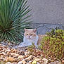 cat, outdoor, plants, pebbles, greenery, garden, feline, resting, sunlight, nature, wall, texture, leaf, shrub, animal, pet, relaxing, fur, small_plant, daylight