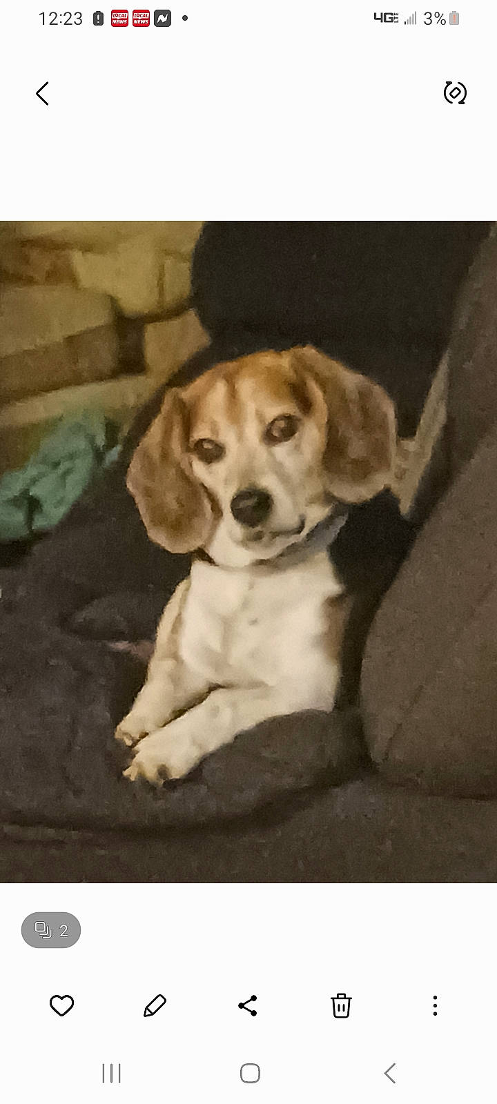 Snoop joined the competition — help win amazing prizes! bored, canidae, carnivore, companion_dog, dog, dog_breed, fawn, hunting_dog, paw, rectangle, sporting_group, square, working_animal