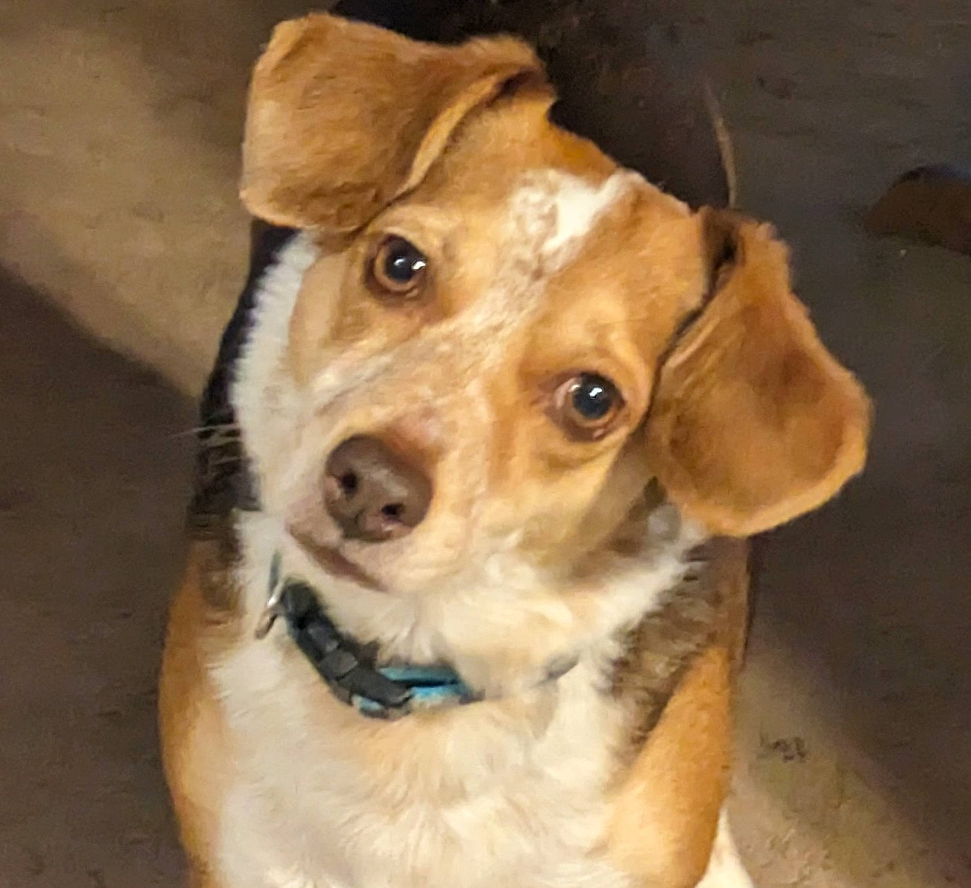 Josie is registered to the contest to win money with this photo: ancient_dog_breeds, canidae, carnivore, collar, companion_dog, dog, dog_breed, dog_collar, fawn, fur, liver, pet_supply, snout, whiskers, working_animal