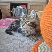 Choupinette a rejoint le concours — aidez-le/la à gagner de superbes lots ! kitten, cat, tabby, indoor, carpet, pet_bed, scratching_post, furniture, wicker_basket, curious, fluffy, young_animal, domestic_cat, home, cozy, soft_texture, animal, cute, resting, looking_sideways
