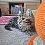 kitten, cat, tabby, indoor, carpet, pet_bed, scratching_post, furniture, wicker_basket, curious, fluffy, young_animal, domestic_cat, home, cozy, soft_texture, animal, cute, resting, looking_sideways