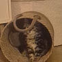 cat, basket, woven_basket, indoor, pet, feline, hiding, curious, floor, home, cozy, animal, furry, tabby, whiskers, ears, paws, cute, domestic, peeking