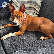 Piper joined the competition — help win amazing prizes! dog, brown_dog, white_paws, pink_collar, couch, gray_couch, cushion, patterned_cushion, indoor, pet, animal, ears, looking_at_camera, resting, living_room, blanket, fabric, furniture, domestic, companion