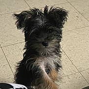Willow is registered to the contest to win money with this photo: animal, black_fur, brown_fur, closeup, curious, cute, dog, ears, face, fur, indoor, mammal, pet, puppy, scruffy, sitting, small_dog, tile_floor, whiskers, white_fur