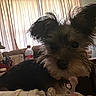 Willow is registered to the contest to win money with this photo: animal, bottle, close_up, clutter, collar, couch, cozy, curious, curtains, dog, domestic_pet, ears, fur, indoor, living_room, natural_light, pet, scruffy, small_dog, table