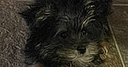 Willow joined the competition — help win amazing prizes! adorable, animal, black, brown, companion, cute, dog, ears, fluffy, fur, furry, indoor, paws, pet, puppy, resting, small, tile_floor, whiskers, young