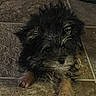 adorable, animal, black, brown, companion, cute, dog, ears, fluffy, fur, furry, indoor, paws, pet, puppy, resting, small, tile_floor, whiskers, young