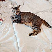 Peter is registered to the contest to win money with this photo: alert, animal, blanket, box, cat, cozy, curious, domestic_cat, ears, feline, fur, household, indoor, laying_down, pet, resting, tabby_cat, whiskers, white_blanket, wooden_floor
