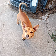 Tazzy is registered to the contest to win money with this photo: dog, brown_dog, small_dog, ears, tail, concrete, outdoor, air_conditioning_unit, curious, looking_up, sidewalk, rustic, pet, animal, canine, ears_up, standing, ground, daylight, urban