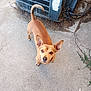 dog, brown_dog, small_dog, ears, tail, concrete, outdoor, air_conditioning_unit, curious, looking_up, sidewalk, rustic, pet, animal, canine, ears_up, standing, ground, daylight, urban