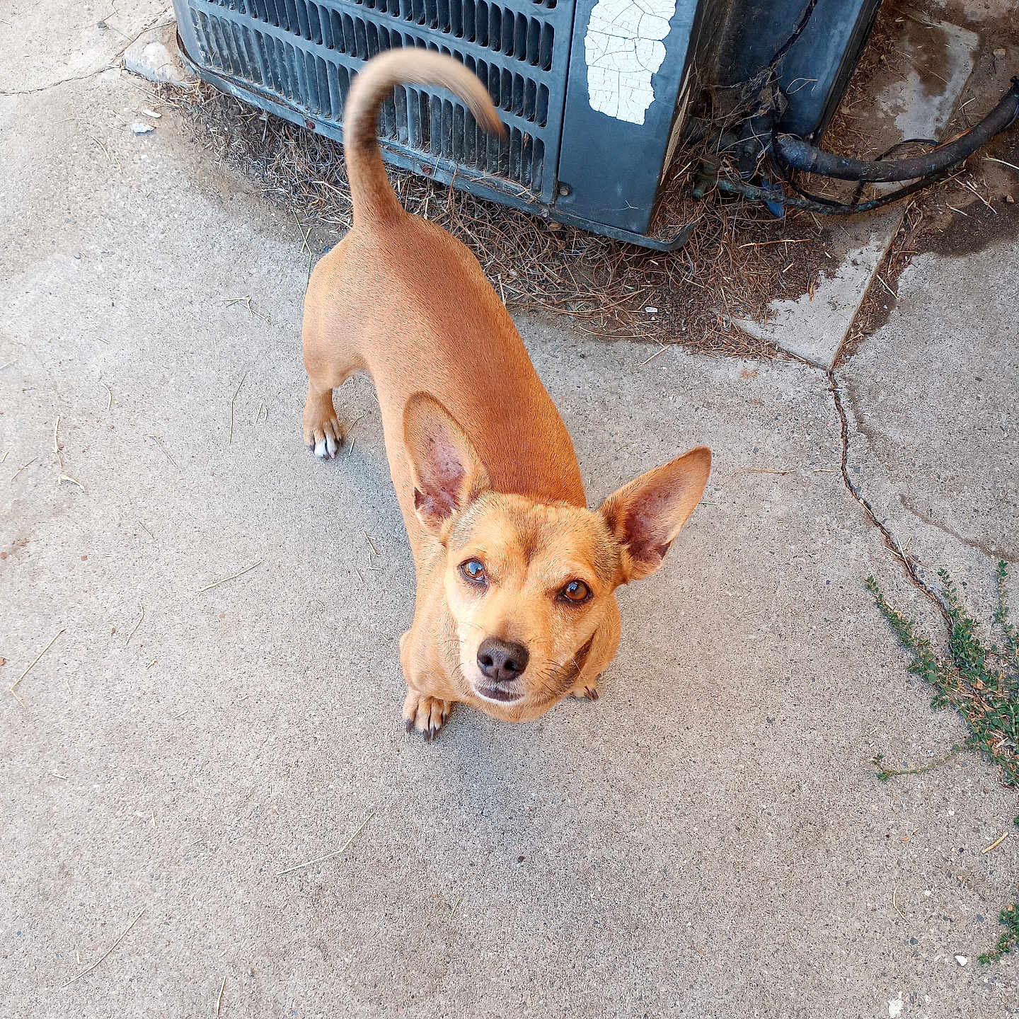 Tazzy is registered to the contest to win money with this photo: air_conditioning_unit, animal, brown_dog, canine, concrete, curious, daylight, dog, ears, ears_up, ground, looking_up, outdoor, pet, rustic, sidewalk, small_dog, standing, tail, urban