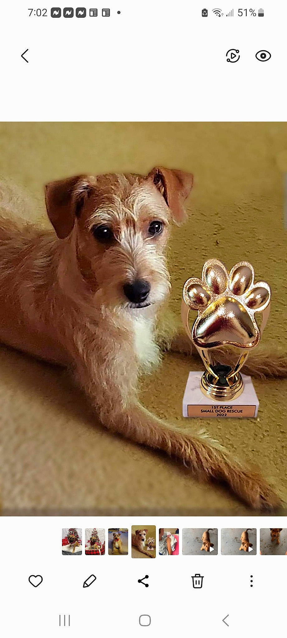 Max is registered to the contest to win money with this photo: canidae, carnivore, companion_dog, dog, dog_breed, dog_supply, fawn, font, irish_terrier, pet_supply, photo_caption, photography, rectangle, snout, sporting_group, terrestrial_animal, terrier, toy_dog, whiskers, working_animal