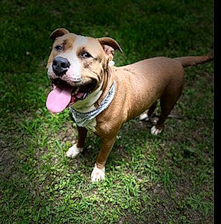 Macho Man is registered to the contest to win money with this photo: carnivore, collar, companion_dog, dog, dog_breed, dog_clothes, dog_collar, dog_supply, fawn, grass, guard_dog, leash, liver, pet_supply, plant, tail, terrestrial_animal, whiskers, working_animal, working_dog