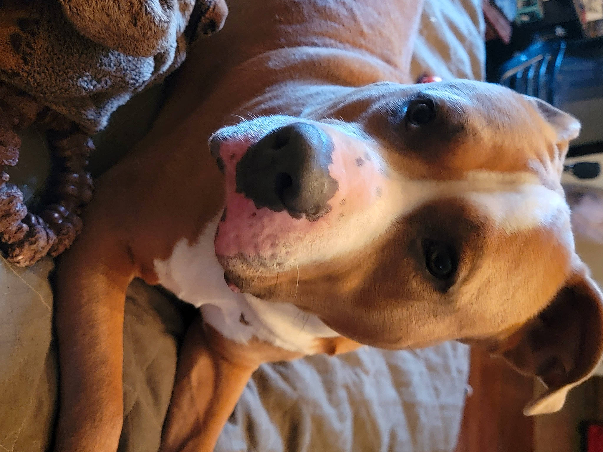 Macho Man joined the competition — help win amazing prizes! basset_hound, canidae, carnivore, collar, companion_dog, dog, dog_breed, dog_supply, ear, fawn, fur, hound, hunting_dog, puppy, scent_hound, snout, sporting_group, vertebrate, whiskers, working_animal