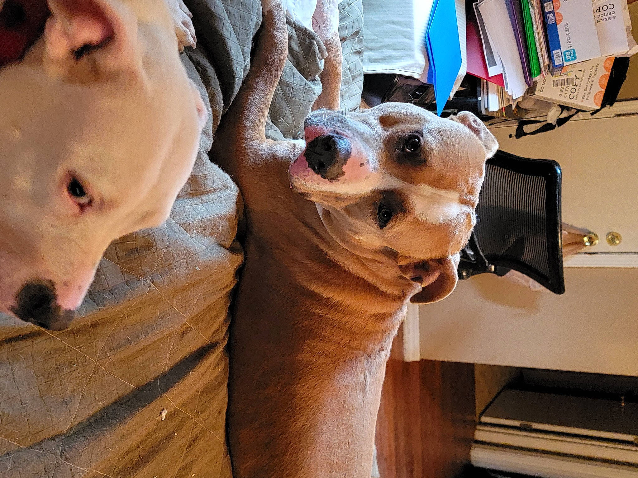 Macho Man joined the competition — help win amazing prizes! canidae, carnivore, companion_dog, dog, dog_breed, ear, eyewear, fawn, fur, goggles, jaw, neck, nose, snout, sporting_group, sunglasses, trunk, whiskers, wood, working_animal