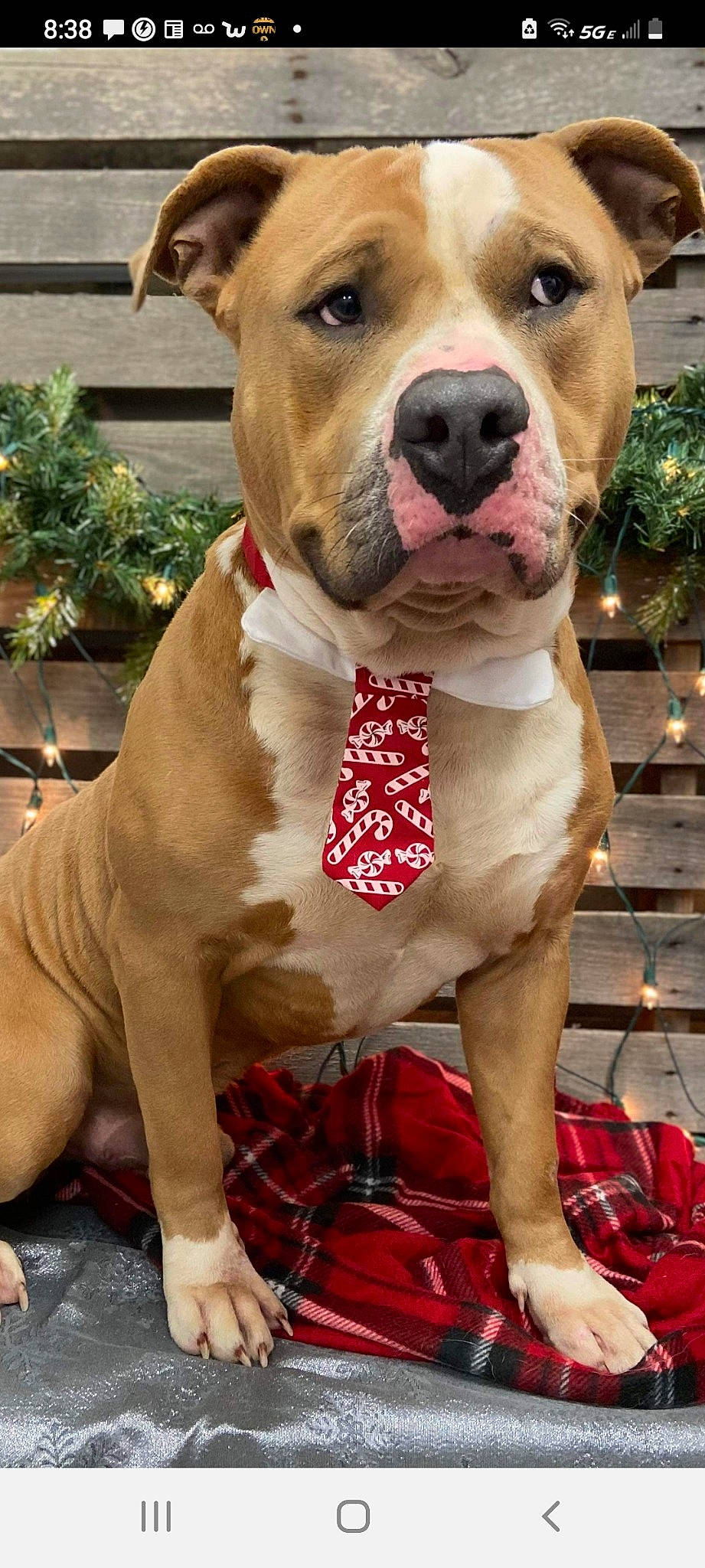 Macho Man is registered to the contest to win money with this photo: ancient_dog_breeds, canidae, carnivore, collar, companion_dog, dog, dog_breed, dog_collar, dog_supply, fawn, liver, pattern, pet_supply, plaid, plant, sporting_group, tartan, water, whiskers, working_animal