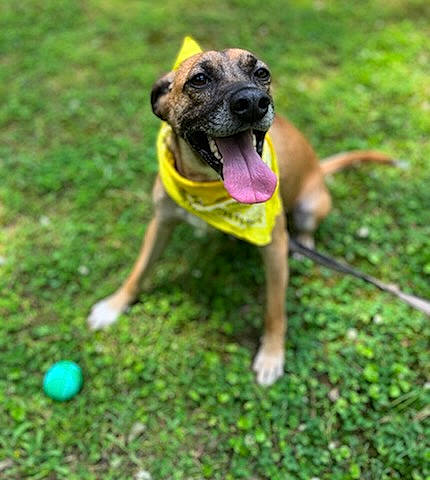 Red Man is registered to the contest to win money with this photo: ball, carnivore, collar, companion_dog, dog, dog_breed, dog_collar, dog_supply, fawn, grass, guard_dog, paw, pet_supply, sports_equipment, sports_toy, tail, tennis_ball, terrestrial_animal, toy, working_animal