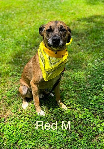 Red Man joined the competition — help win amazing prizes! canidae, carnivore, collar, companion_dog, dog, dog_breed, dog_collar, dog_supply, fawn, grass, groundcover, guard_dog, molosser, pet_supply, plant, snout, sporting_group, street_dog, whiskers, working_animal