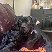 Lilith is registered to the contest to win money with this photo: animal, black_dog, brown_eyes, cabinet, chew_toy, collar, couch, decor, dog, furniture, indoor, lamp, leather_couch, living_room, looking_at_camera, pet, pink_collar, relaxed, resting, toy