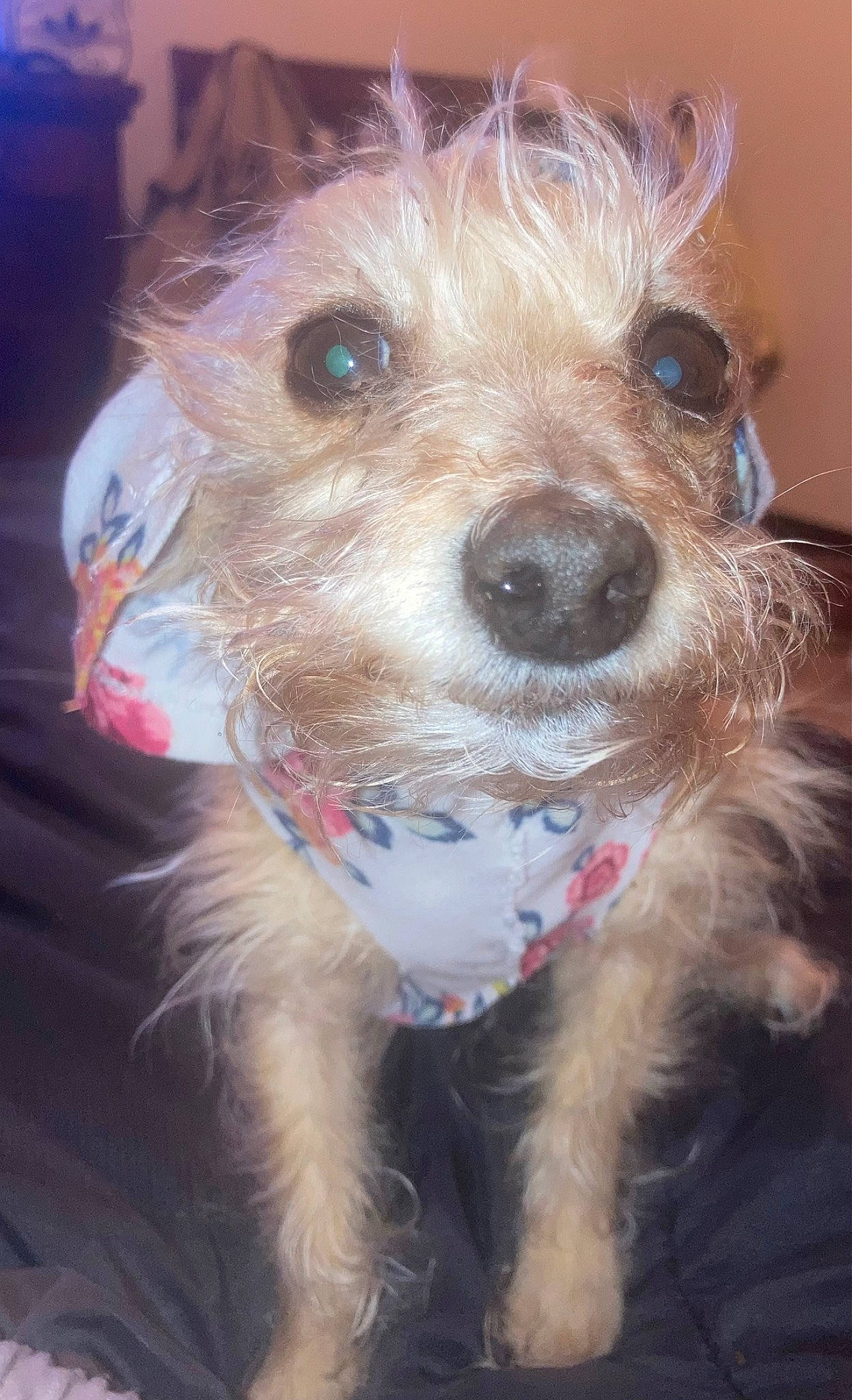 Sassy is registered to the contest to win money with this photo: canidae, carnivore, collar, companion_dog, dog, dog_breed, dog_clothes, dog_collar, dog_supply, eyewear, fawn, fur, leash, small_terrier, snout, sporting_group, terrier, toy_dog, whiskers, working_animal