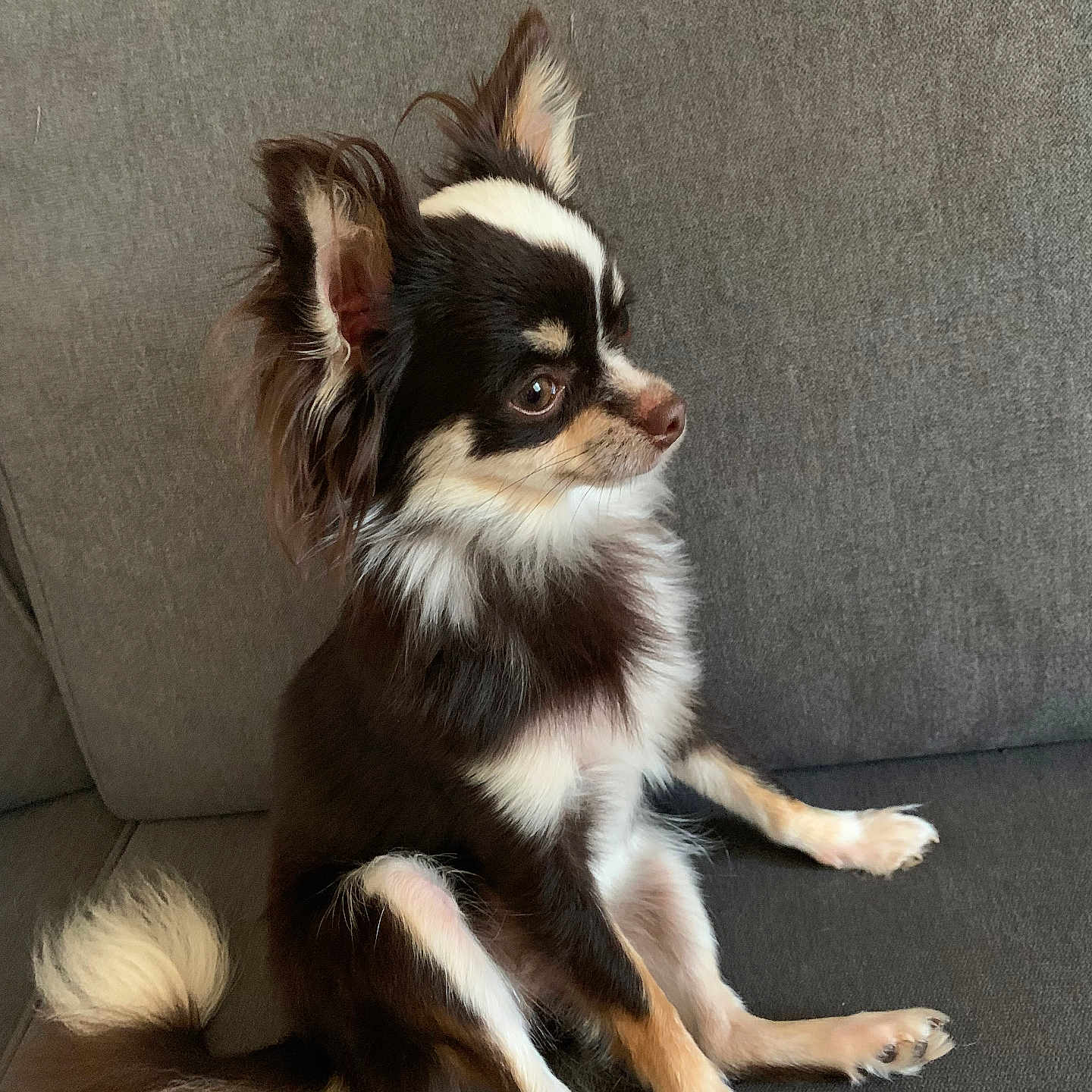 Cookie a rejoint le concours — aidez-le/la à gagner de superbes lots ! animal, canine, chair, chihuahua, cockerspaniel, couch, cushion, dog, furniture, homedecor, papillon, pet, puppy