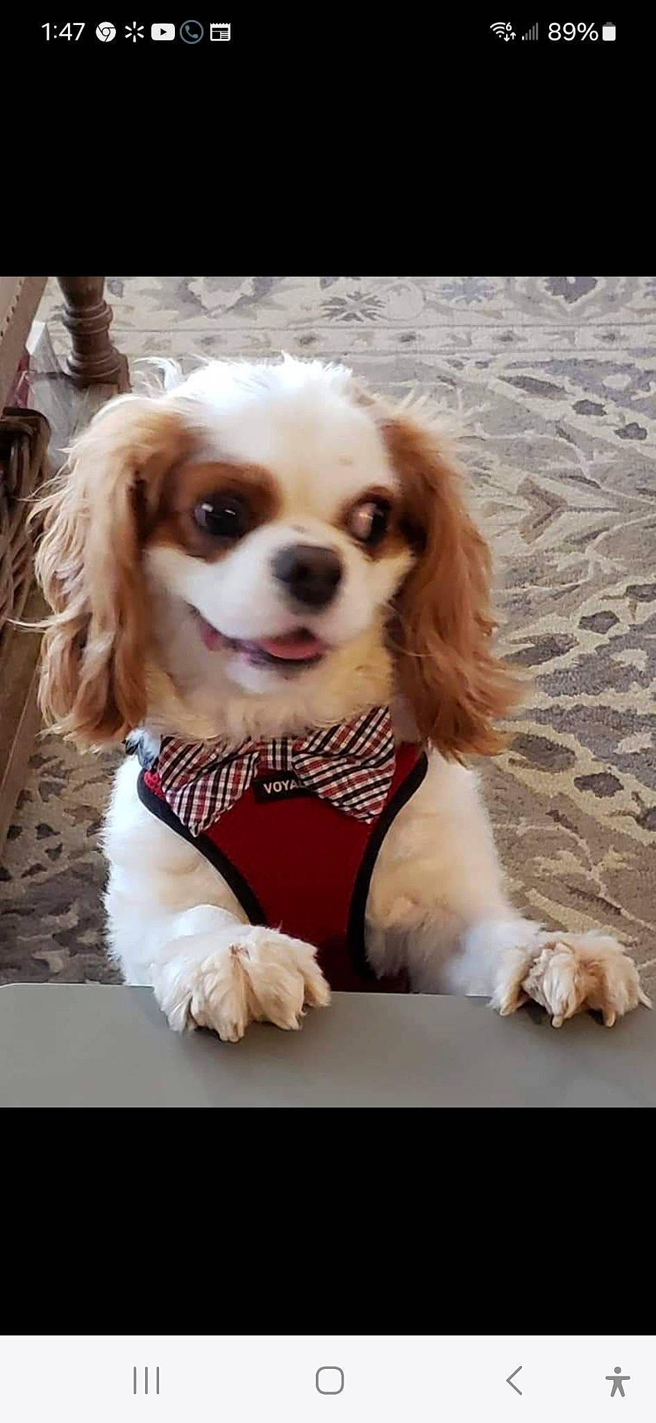 Sir Maxwell is registered to the contest to win money with this photo: bangs, canidae, carnivore, collar, companion_dog, dog, dog_breed, dog_supply, eyewear, fawn, fur, leash, liver, pattern, snout, spaniel, sporting_group, toy, toy_dog, working_animal
